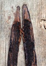 Vanilla pods