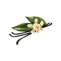 Vanilla pods, orchid flower and green leaves isolated on white Royalty Free Stock Photo