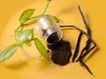 Vanilla pods, seeds powder and fresh plant