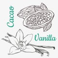 Vanilla pods or sticks and cacao hand drawing sketches isolated on white background. Vanilla plant flower aroma