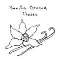 Vanilla Pods or Sticks and Vanilla Orchid Flower. Vector Illustration Isolated On a White Background. Realistic Hand Royalty Free Stock Photo