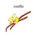 Vanilla pods and yellow flower. Watercolor handdrawn illustration isolated on white background Royalty Free Stock Photo