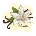 Vanilla Spice Flower and Pods Illustration Line Art for logo, recipe, menu, background, emblem, print, spa, perfume