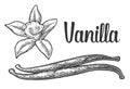 Vanilla stick and flower. Vector black vintage engraved