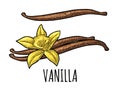 Vanilla stick and flower. Vector black vintage engraved