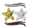 Vanilla stick and flower. Vector color vintage engraving