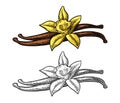 Vanilla stick and flower. Vector color vintage engraving