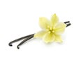 Vanilla stick with vanilla flower Royalty Free Stock Photo