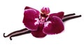 Vanilla stick with orchid flower.