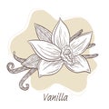 Vanilla Sticks and Flower Illustration Line Art. Hand drawn Vanilla blossom and sticks illustration for logo, recipe