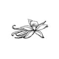 Vanilla sticks and flower. Sketch style hand drawn design. Aroma spices drawing. Vector illustration
