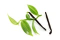 Vanilla sticks with green vanilla leaves