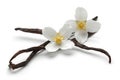 Vanilla sticks with jasmine flowers isolated