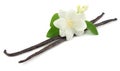 Vanilla sticks with white flower isolated on white background Royalty Free Stock Photo