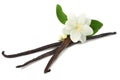 Vanilla sticks with white flower isolated on white background Royalty Free Stock Photo