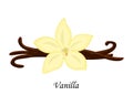 Vanilla vector illustration isolated on white background.