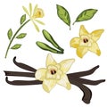 Vanilla vector with leaf and flower