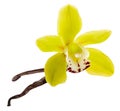 Vanilla yellow flower and sticks or dry pod isolated on white background. Natural aroma spice for food ingredient, close-up Royalty Free Stock Photo