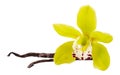 Vanilla yellow flower and 2 sticks or pod isolated on white background as packing design element. Natural aroma spice for food Royalty Free Stock Photo