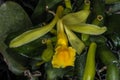 Vanille Orchid Flower