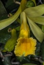 Vanille Orchid Flower