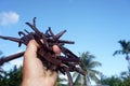 Vanille plantation in tahaa island french polynesia Royalty Free Stock Photo