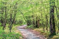 A vanishing path leading through the trees in a sunny summer forest. A beautiful scenic landscape Royalty Free Stock Photo