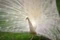 Vanity - Beautiful White Peacock Royalty Free Stock Photo