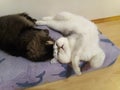 Vanya & Grisha friends from Cattery Nemezida