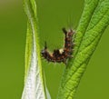 Vapourer Moth Caterpillar Royalty Free Stock Photo