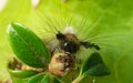 A Vapourer moth caterpillar feeding Royalty Free Stock Photo
