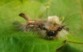 A Vapourer moth caterpillar Royalty Free Stock Photo