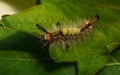 A Vapourer moth caterpillar Royalty Free Stock Photo