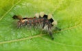 A Vapourer moth caterpillar Royalty Free Stock Photo