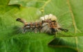 A Vapourer moth caterpillar Royalty Free Stock Photo
