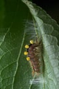 The Vapourer or rusty tussock moth caterpillar begins weaving a cocoon