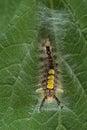 The Vapourer or rusty tussock moth caterpillar begins weaving a cocoon