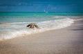 Varadero beach, Cuba - sea bird on the shore Royalty Free Stock Photo