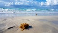 Varadero Cuba Seaweed on the beach Royalty Free Stock Photo