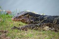 The Varan Lizard on the grass in the  Ayutthaya, Thailand Royalty Free Stock Photo