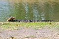 The Varan Lizard on the grass in the  Ayutthaya, Thailand Royalty Free Stock Photo