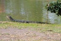The Varan Lizard on the grass in the  Ayutthaya, Thailand Royalty Free Stock Photo