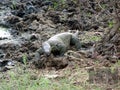 Water monitor in the mud. Royalty Free Stock Photo