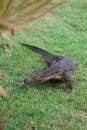 Varan in Thailand Royalty Free Stock Photo
