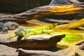 Varan in Prague zoo Royalty Free Stock Photo