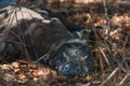 Varan is resting in the Komodo National Park, Indonesia