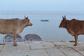 Varanasi, India: Indian cows and boat on Ganges River