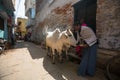 Cow near the shore of the Ganges. Cows in India are considered sacred animals. Royalty Free Stock Photo