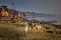 Varanasi, India: Wide angle shot of bunch of Indian street dogs walking in the bay of Ganges river bank during