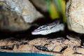 Varanus acanthurus. Exotic animals in the artificial habitat